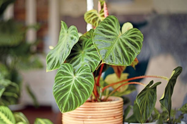 Filodendro (Philodendron):